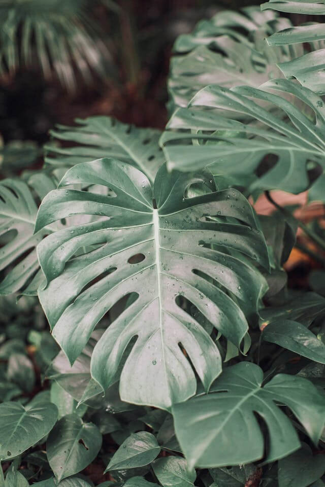 imagen de monstera